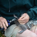 Banding the first fluttering shearwater to hatch on Motuora